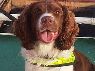 Ollie helps seize cocaine at S...
